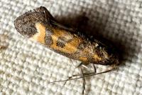 Epermenia pontificella