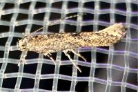 Coccidiphila