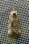 Cnephasia