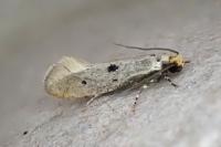 Tinea trinotella