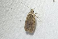Agonopterix ciliella/heracliana