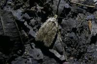 Agonopterix ciliella/heracliana