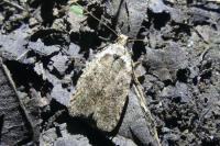 Agonopterix ciliella/heracliana