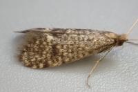 Nematopogon robertella