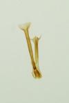 Nematopogon robertella