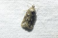 Cnephasia