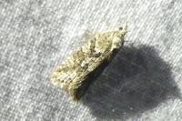 Cnephasia