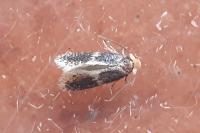 Ectoedemia suberis