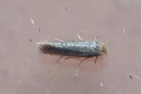 Glaucolepis rosmarinella