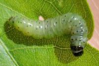 Tortrix viridana