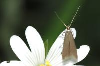 Coleophora lutarea