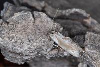 Dysspastus fallax