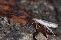 Dysspastus fallax