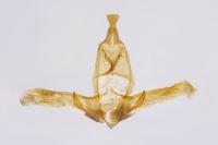 Dysspastus fallax