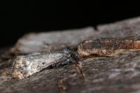 Hysterophora maculosana