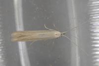 Coleophora alticolella