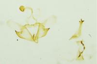 Coleophora alticolella