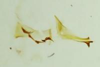 Coleophora alticolella