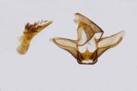 Hysterophora maculosana