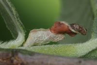 Coleophora lusciniaepennella