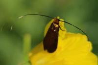 Cauchas rufimitrella
