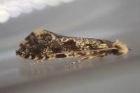 Nemapogon granellus