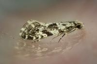 Nemapogon granellus