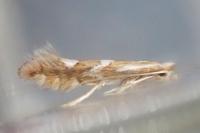 Phyllonorycter mespilella