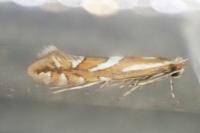 Phyllonorycter mespilella