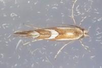 Phyllonorycter mespilella