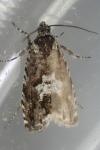 Pammene argyrana