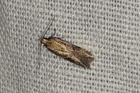 Mirificarma ulicinella