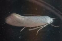 Elachista argentella