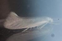 Elachista argentella