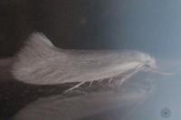 Elachista argentella