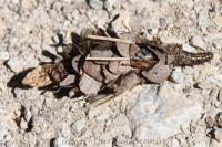 Canephora hirsuta