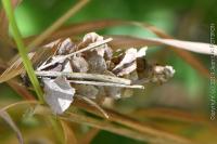 Canephora hirsuta