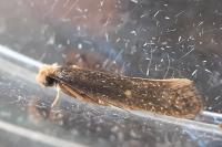 Monopis nigricantella