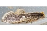 Monopis crocicapitella