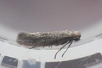 Urodeta hibernella