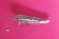 Scythris tenuivittella