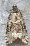 Celypha lacunana