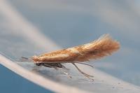 Phyllonorycter triflorella