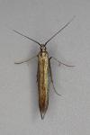 Coleophora alcyonipennella