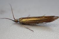 Coleophora alcyonipennella