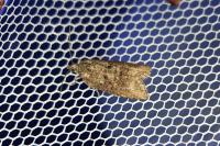 Cnephasia