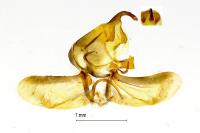 Eulia ministrana