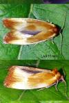 Eulia ministrana