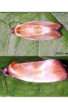 Eulia ministrana