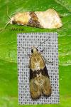 Eupoecilia ambiguella